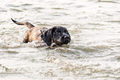 Carbon enjoying her swim