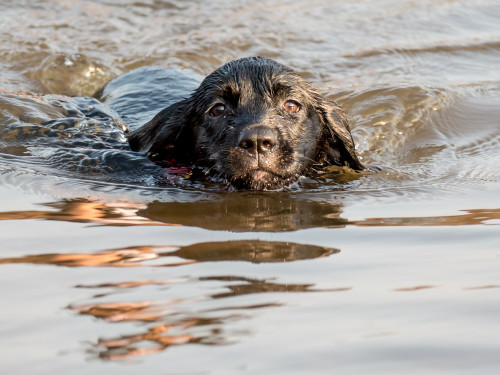 Carbon enjoying her swim