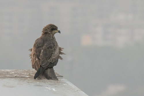 Cropped image of Black Kite