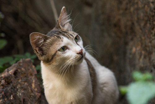 Cat with Canon EF 70-200 f/2.8 IS II lens