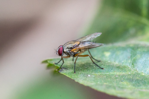 Fly at ISO 6400 using EF 100mm f/2.8 IS L lens