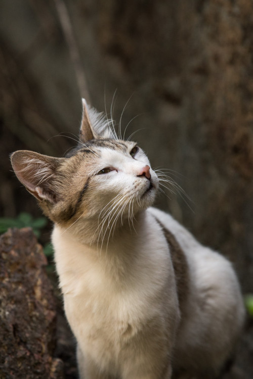 Cat with Canon EF 70-200 f/2.8 IS II lens