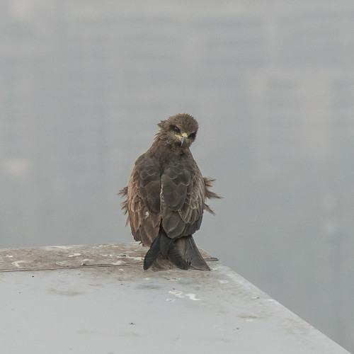 Cropped image of Black Kite