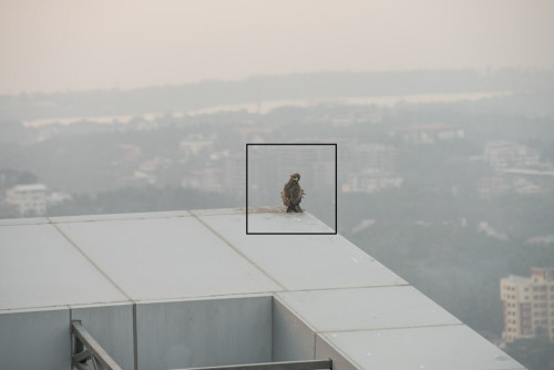 Full imge of black kite, showing the area cropped.