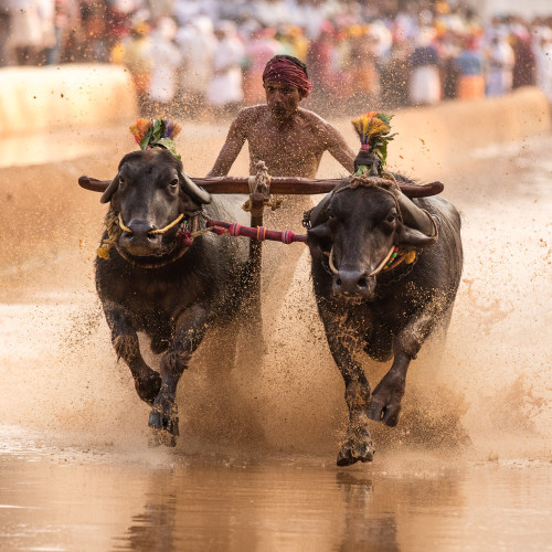 Moodabidri Kambala 2016