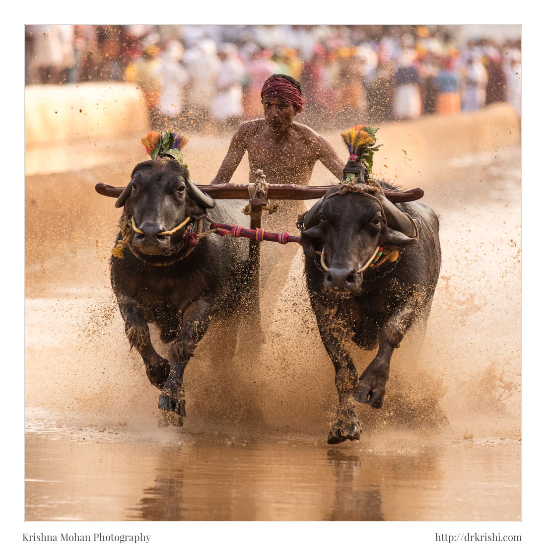 Moodabidri Kambala 2016