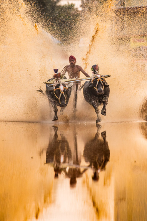 Moodabidri Kambala 2016