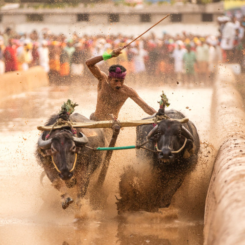 Moodabidri Kambala 2016