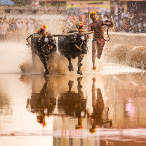 Moodabidri Kambala 2016