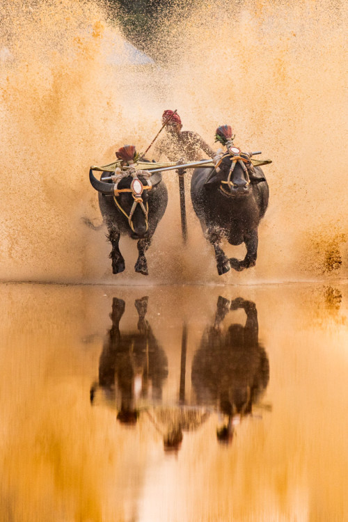 Moodabidri Kambala 2016