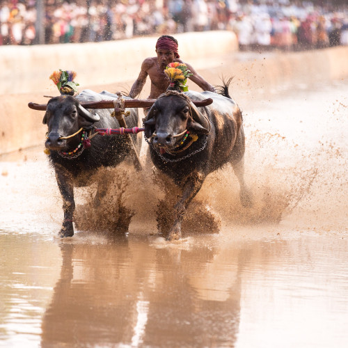 Moodabidri Kambala 2016