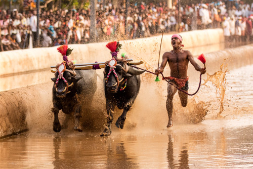 Moodabidri Kambala 2016