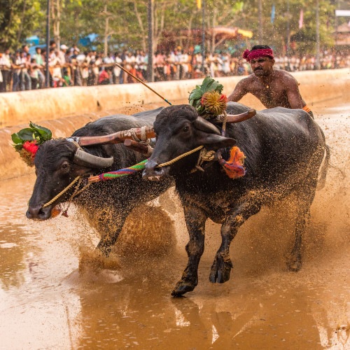 Moodabidri Kambala 2016