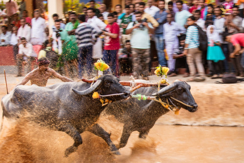 Moodabidri Kambala 2016