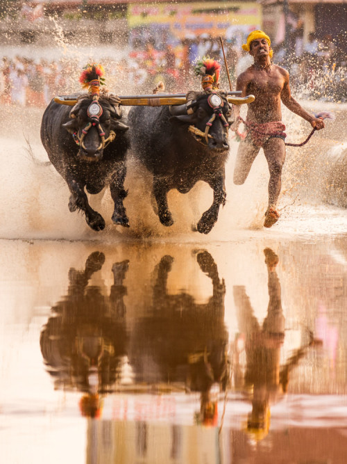 Moodabidri Kambala 2016