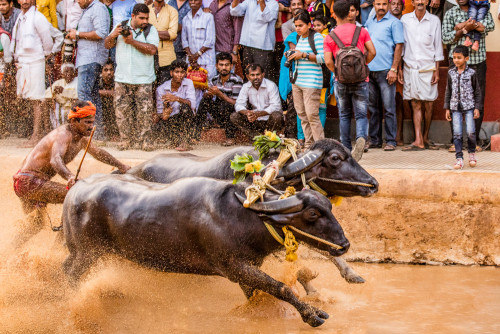 Moodabidri Kambala 2016