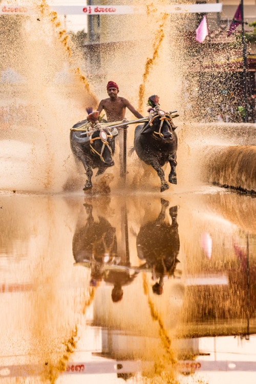 Moodabidri Kambala 2016