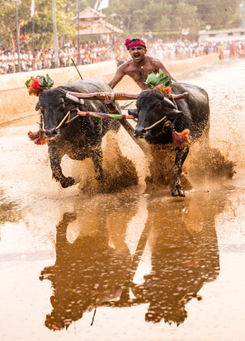 Moodabidri Kambala 2016