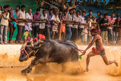 Moodabidri Kambala 2016