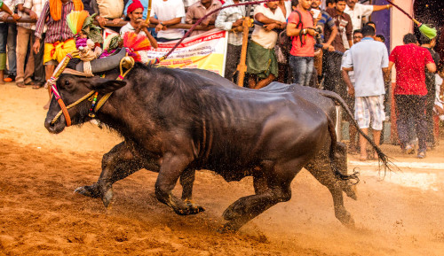 Moodabidri Kambala 2016