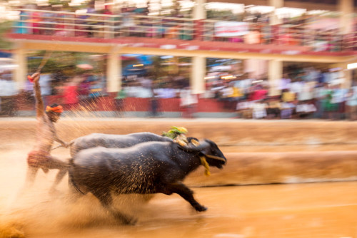 Moodabidri Kambala 2016