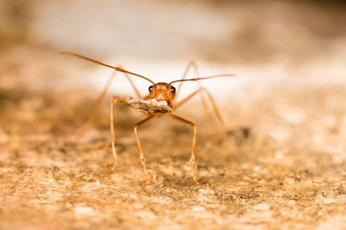 Head shot of Weaver Ant