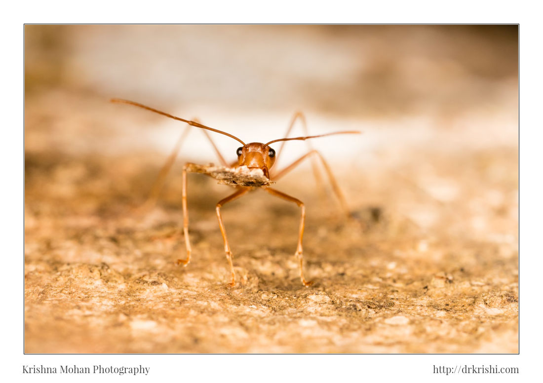 Head shot of Weaver Ant