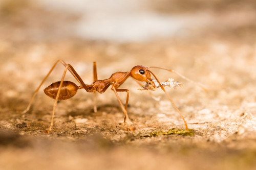 Perfectly parallel with the Weaver ant's body