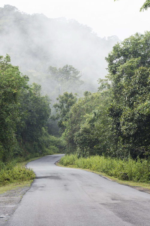 The 'Kans' - A lost world, within the Western Ghats