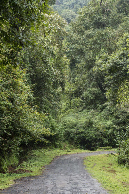 The 'Kans' - A lost world, within the Western Ghats