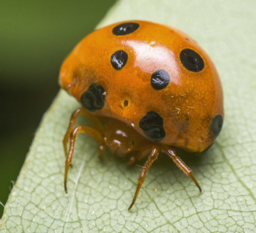 Paraplectana rajashree - new species from Western Ghats