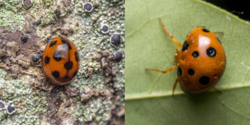 Paraplectana rajashree (right). showing resemblence to coccinellid beetle (left)