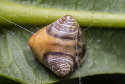 Cyrtarachne sunjoymongai - new species from Western Ghats