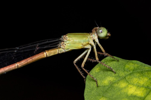 Coromandel Marsh Dart