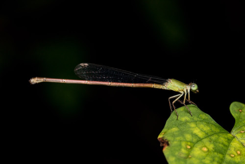 Coromandel Marsh Dart