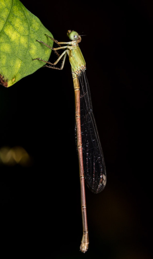 Coromandel Marsh Dart