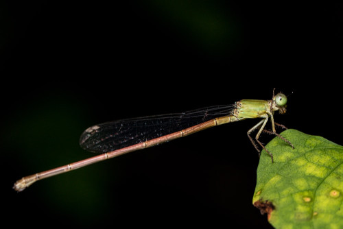 Coromandel Marsh Dart