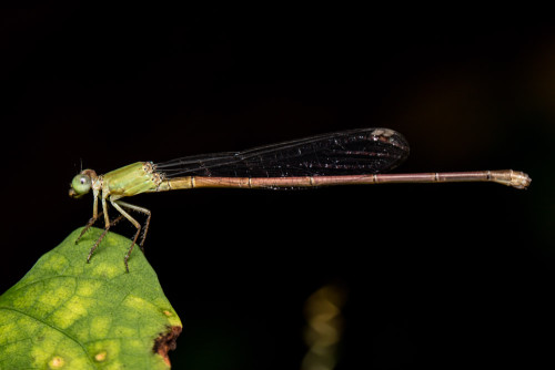 Coromandel Marsh Dart