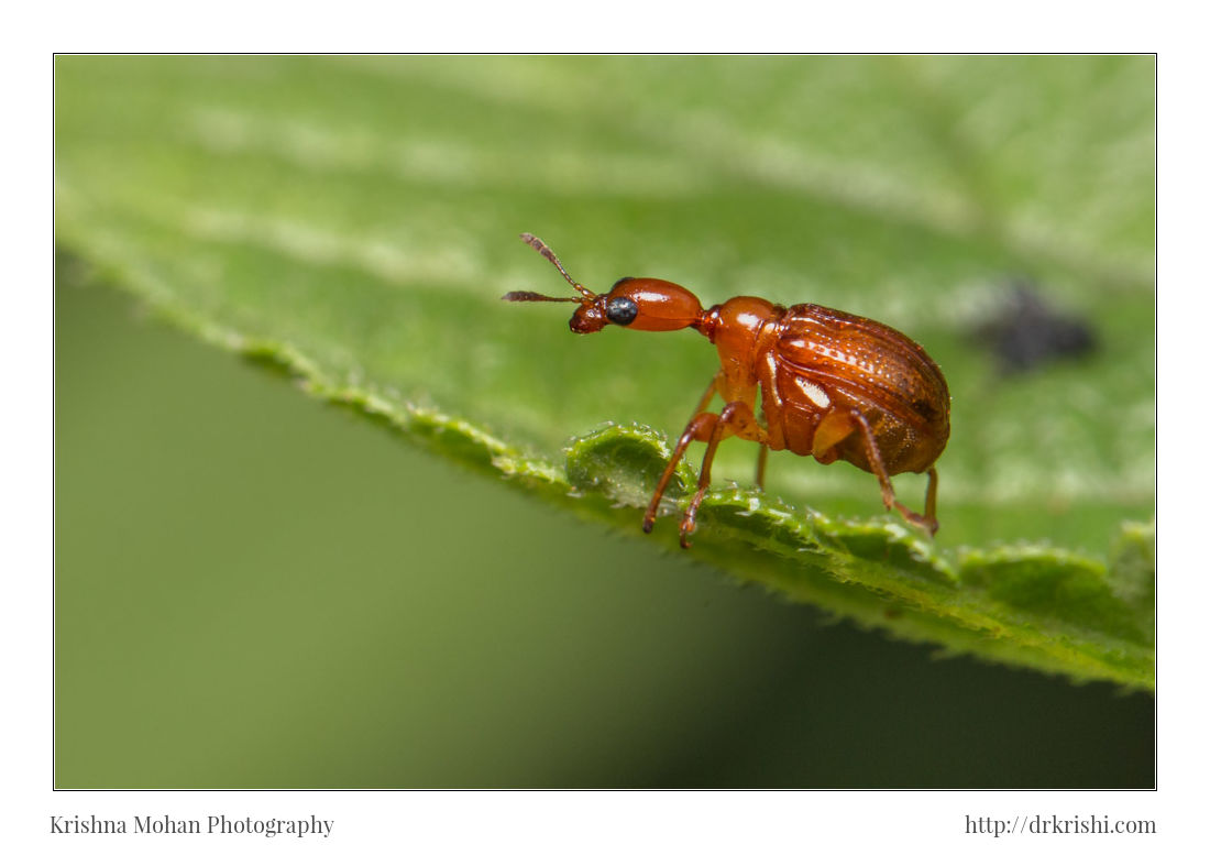 Leaf-rolling Weevil