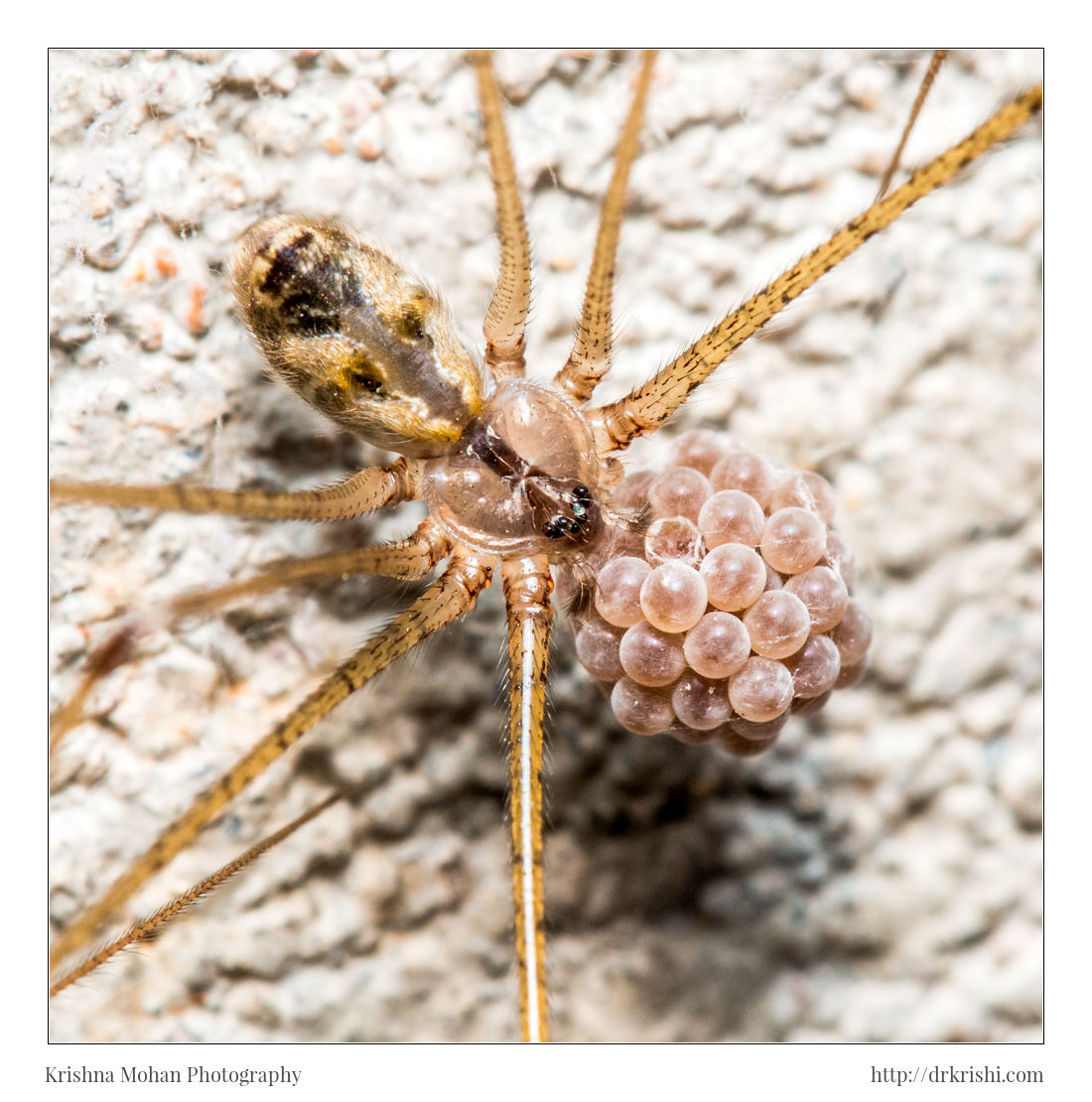 Pholcus Spider with Eggs