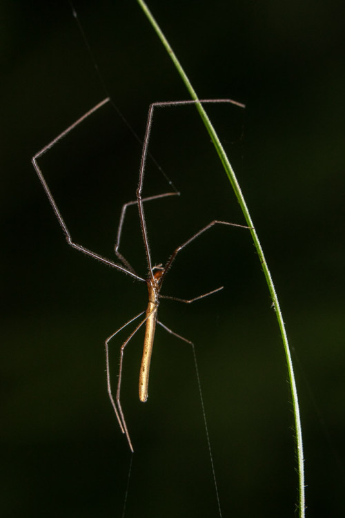 Tetragnatha Spider