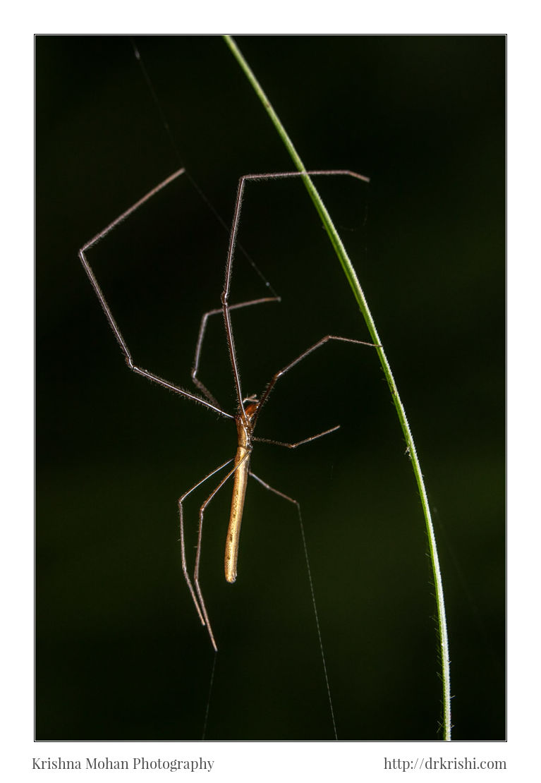 Tetragnatha Spider