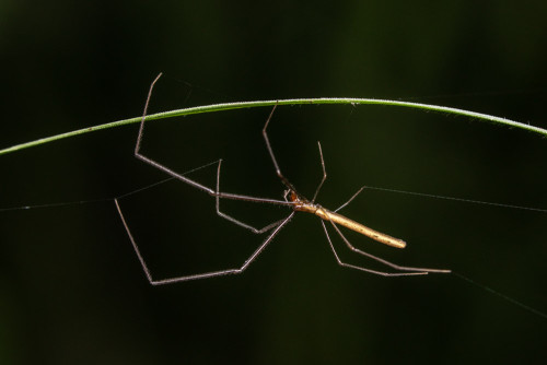 Tetragnatha Spider