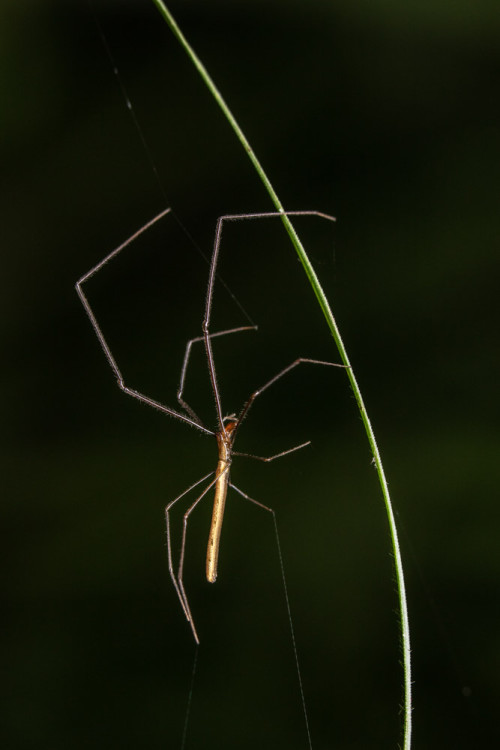 Tetragnatha Spider