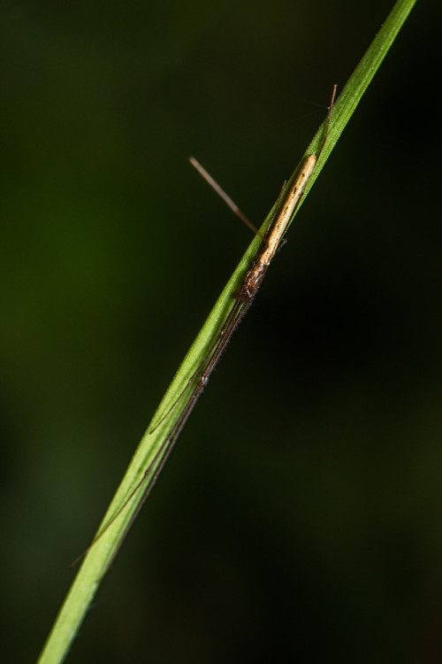 Tetragnatha Spider hiding when disturbed.