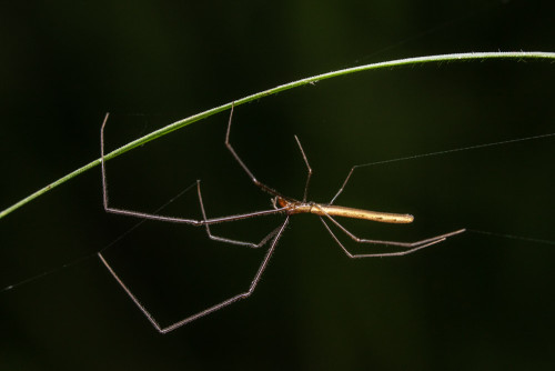 Tetragnatha Spider