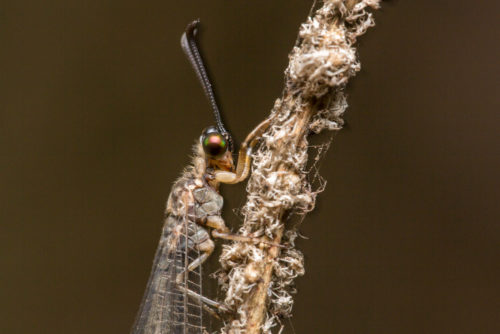 Antlion Lacewing