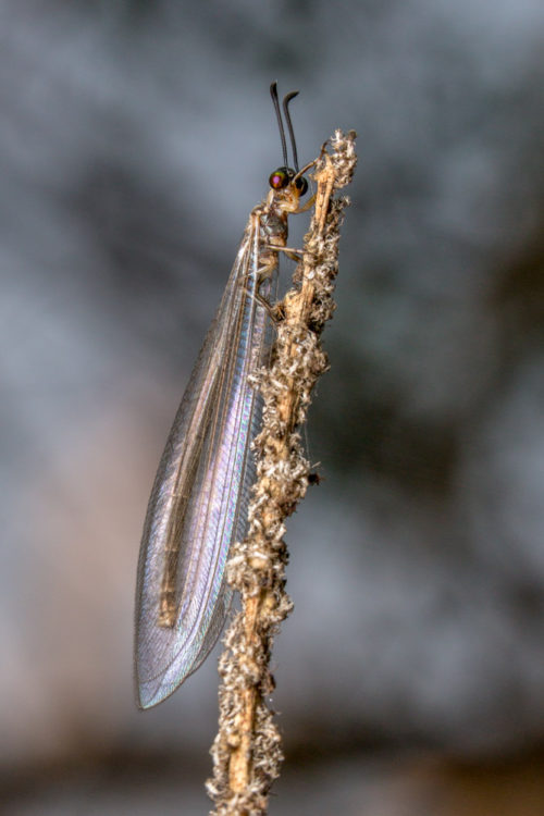 Antlion Lacewing