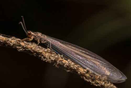 Antlion Lacewing