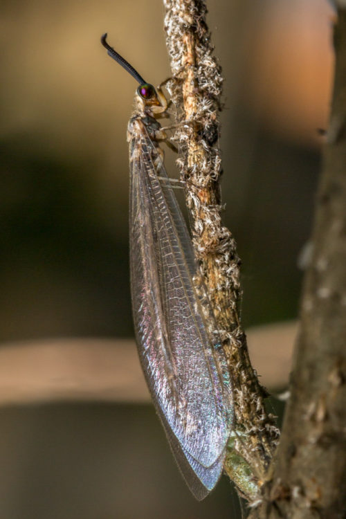 Antlion Lacewing